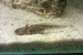 Axolotl mexcký
